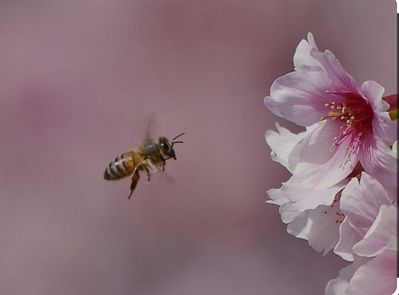 Blossom English Local Raw Honey